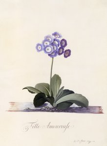 Garden Auricula、Girl in Love、c.1743（手描きの彫刻） 作： ゲオルグ・ディオニシウス・エーレット